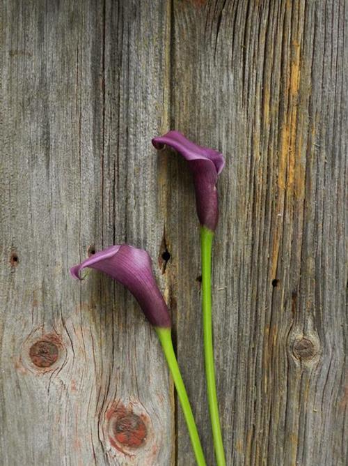  PURPLE MINI CALLA